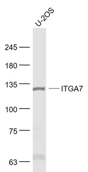 ITGA7 Rabbit Polyclonal Antibody