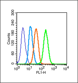 Phospho-JAK2 (Tyr1007+Tyr1008) Rabbit Polyclonal Antibody
