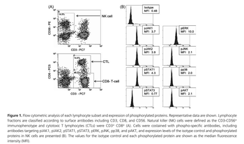 Phospho-JAK2 (Tyr1007+Tyr1008) Rabbit Polyclonal Antibody