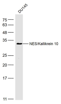 NES/Kallikrein 10 Rabbit Polyclonal Antibody