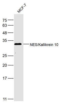 NES/Kallikrein 10 Rabbit Polyclonal Antibody