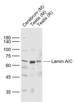 Lamin A/C Rabbit Polyclonal Antibody