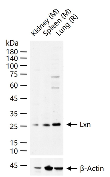 Lxn Rabbit Polyclonal Antibody