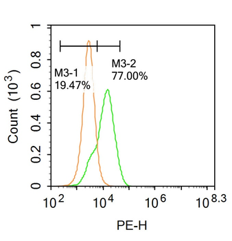 Fbx32 Rabbit Polyclonal Antibody