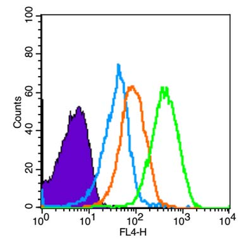 MCM2 Rabbit Polyclonal Antibody