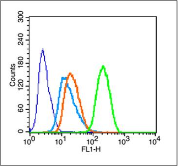 MTOR Rabbit Polyclonal Antibody