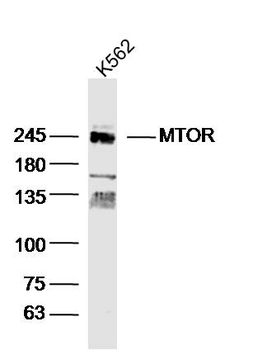 MTOR Rabbit Polyclonal Antibody