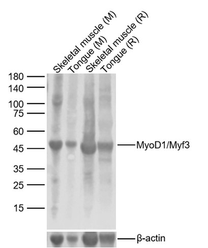 MyoD1/Myf3 Rabbit Polyclonal Antibody