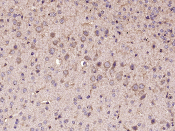 NGB Rabbit Polyclonal Antibody