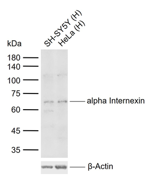 Alpha Internexin Rabbit Polyclonal Antibody