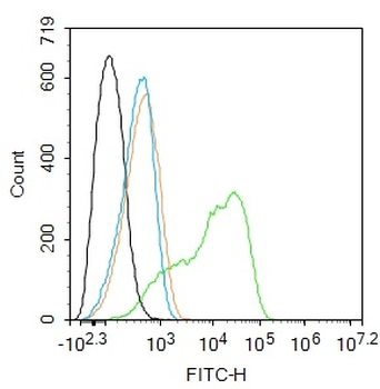 Notch3 Rabbit Polyclonal Antibody