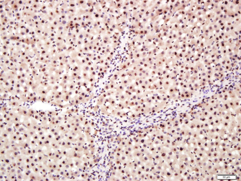 Notch3 Rabbit Polyclonal Antibody