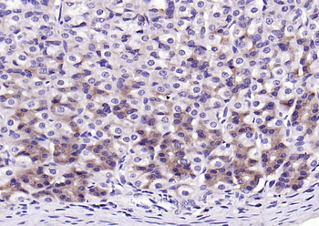 NQO1 Rabbit Polyclonal Antibody