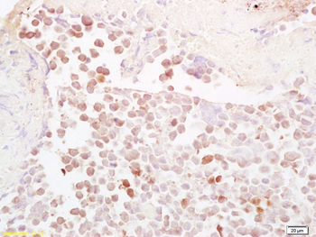 NQO1 Rabbit Polyclonal Antibody
