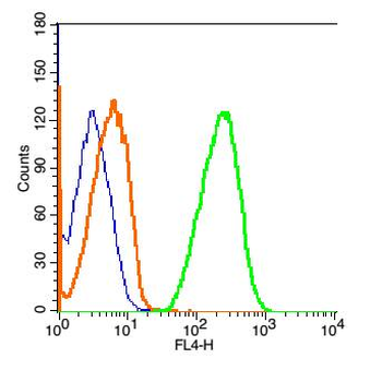 GLUR2 Rabbit Polyclonal Antibody