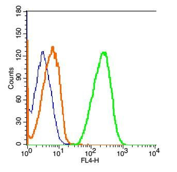 GLUR2 Rabbit Polyclonal Antibody