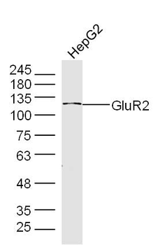 GLUR2 Rabbit Polyclonal Antibody