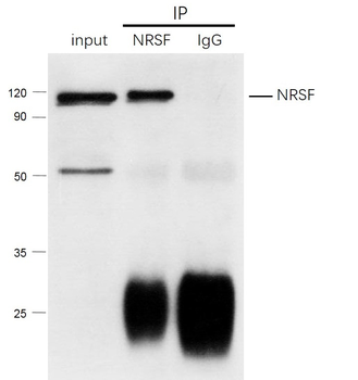 NRSF Rabbit Polyclonal Antibody