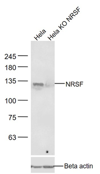 NRSF Rabbit Polyclonal Antibody