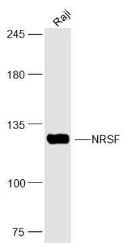NRSF Rabbit Polyclonal Antibody