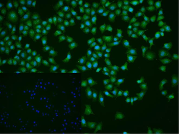 MEK7 Rabbit Polyclonal Antibody