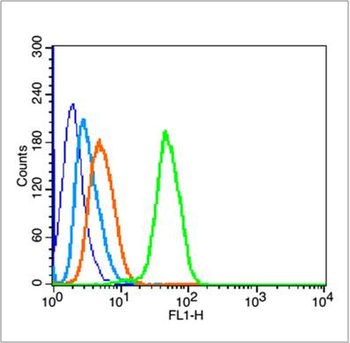 P53 (wt-p53) Rabbit Polyclonal Antibody