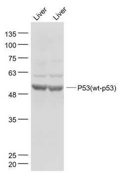 P53 (wt-p53) Rabbit Polyclonal Antibody