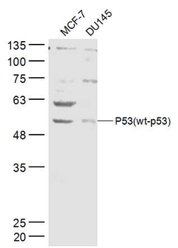 P53 (wt-p53) Rabbit Polyclonal Antibody