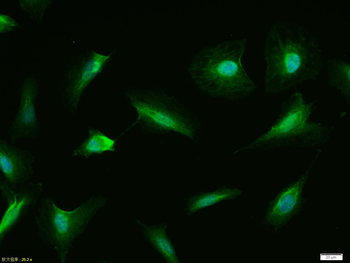 P53 (wt-p53) Rabbit Polyclonal Antibody
