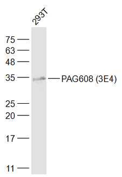 PAG608 (3E4) Mouse Monoclonal Antibody