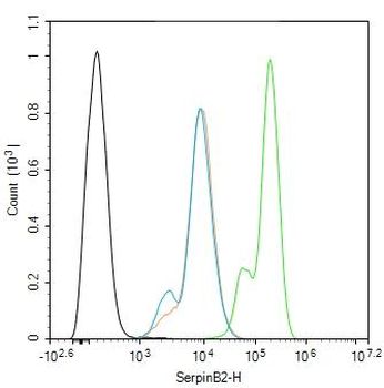 SerpinB2 Rabbit Polyclonal Antibody
