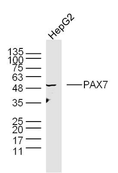 PAX7 Rabbit Polyclonal Antibody