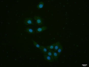 SPDEF Rabbit Polyclonal Antibody