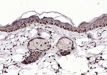 SPDEF Rabbit Polyclonal Antibody