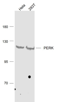 PERK Rabbit Polyclonal Antibody