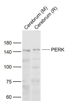 PERK Rabbit Polyclonal Antibody