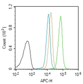 Phospho-PKC beta 1 + PKC beta 2 (Thr500) Rabbit Polyclonal Antibody