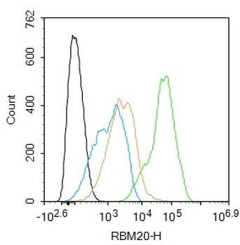 RBM20 Rabbit Polyclonal Antibody