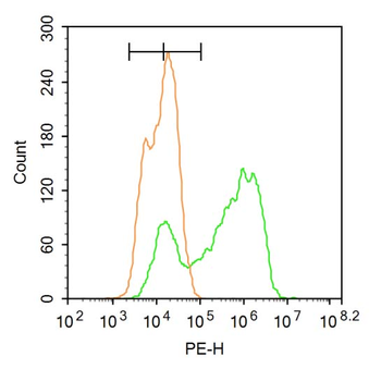 RBM20 Rabbit Polyclonal Antibody