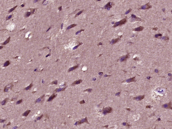 Peroxiredoxin 3 Rabbit Polyclonal Antibody