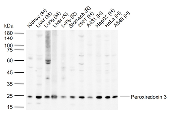 Peroxiredoxin 3 Rabbit Polyclonal Antibody