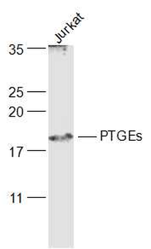 PTGEs/Prostaglandin E Synthase Rabbit Polyclonal Antibody