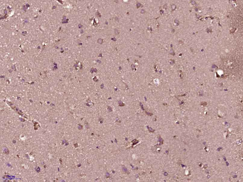 Securin Rabbit Polyclonal Antibody