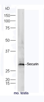 Securin Rabbit Polyclonal Antibody