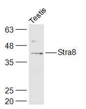 Stra8 Rabbit Polyclonal Antibody