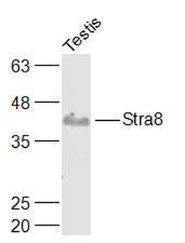 Stra8 Rabbit Polyclonal Antibody