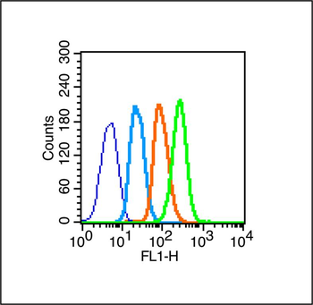MAP1A Rabbit Polyclonal Antibody
