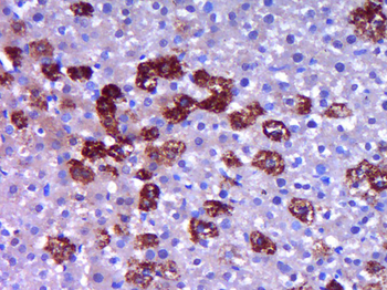 MAP1A Rabbit Polyclonal Antibody