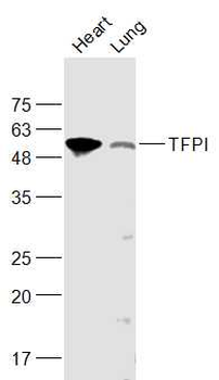TFPI Rabbit Polyclonal Antibody