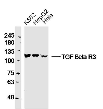 TGF beta Receptor III Rabbit Polyclonal Antibody